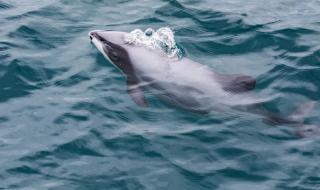 qq梦幻海底世界辅助