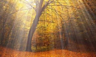 给你点阳光你就灿烂