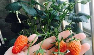 烂草莓小说 烂草莓小说