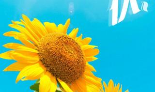 三伏天从哪天开始 三伏天从哪天开始