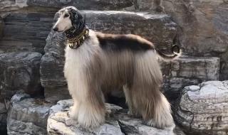 阿富汗女主播禁工作 阿富汗女主播禁工作