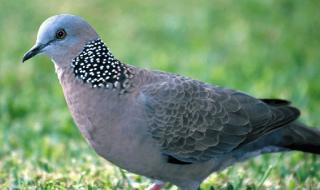 dove和pigeon dove和pigeon