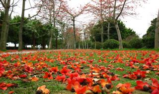 木棉花的春天大结局 木棉花的春天大结局