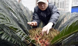 铁树结出凤凰蛋 铁树结出凤凰蛋