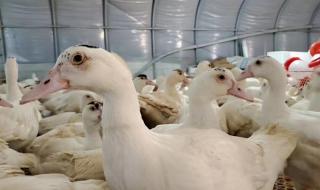 一只母鸭误入公鸭群