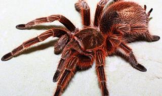 火玫瑰蜘蛛饲养方法