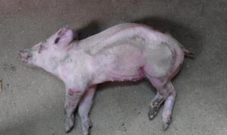 猪链球菌病治疗