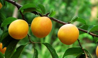 盛夏的果实简谱