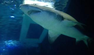 长风海洋世界好玩吗 长风海洋世界好玩吗