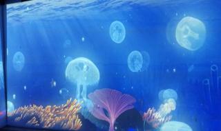 武汉海洋公园门票 武汉海洋公园门票