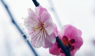 三年级作文桃花300字 三年级作文桃花300字